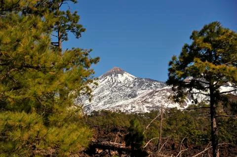 Canarian pine Stock Photos
