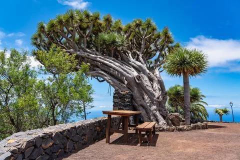 A Canarian tree called Drago that grows in the direction of the sea due to the Stock Photos