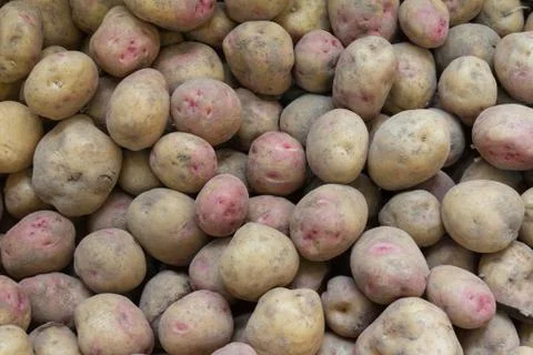 Canarian wrinkly potatoes - papas arrugadas Stock Photos