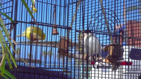 Canaries in a cage, interacting and moving around their enclosure in 4k Video stock 280342064