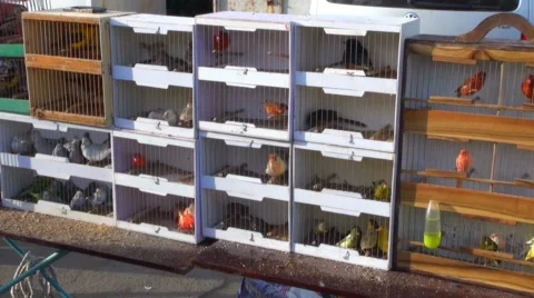 Canaries Stock Footage 52882181