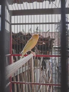 Canaries 스톡 사진