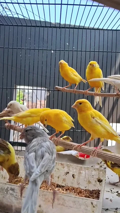 Canary bird breeding Stock Footage 283517614