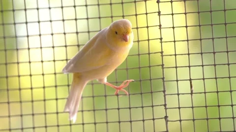 Canary bird inside big cage feeding and perching on sticks and wires Stock-Footage 234976053