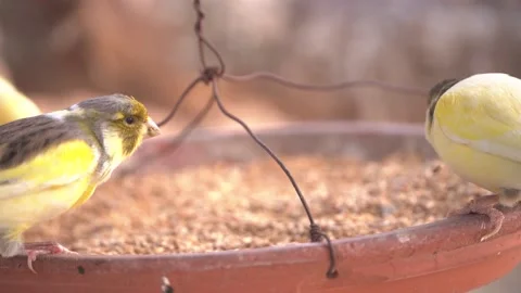 Canary bird inside big cage feeding and perching on sticks and wires 스톡 동영상 234976219