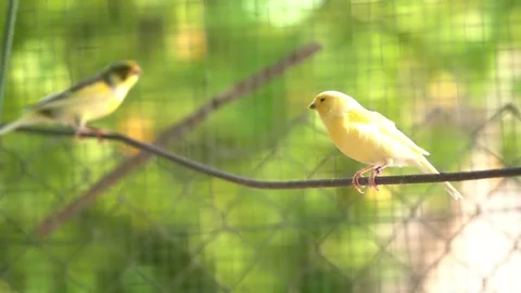 Canary bird inside big cage feeding and perching on sticks and wires Stockbeeldmateriaal 234976252
