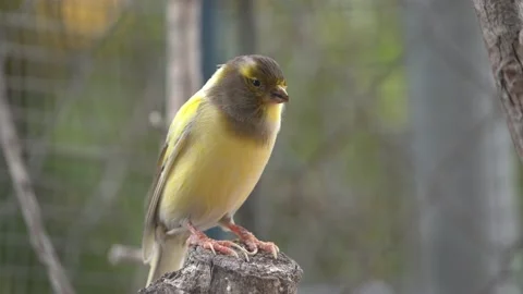 Canary bird inside big cage feeding and perching on sticks and wires Stock Footage 234976267