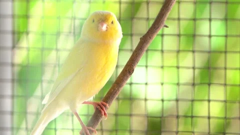 Canary bird inside cage perch on sticks and wires. Serinus canaria Видео 239733686