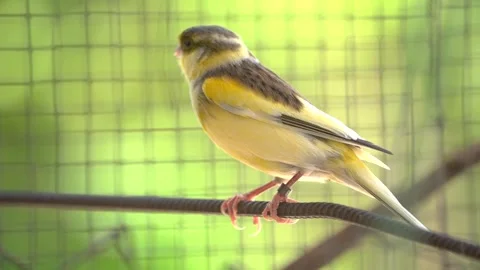 Canary bird inside cage perch on sticks and wires. Serinus canaria 動画素材 239733692