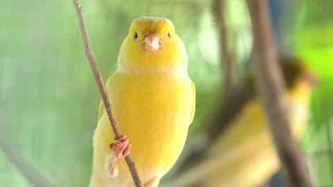 Canary bird inside cage perch on sticks and wires. Serinus canaria Video stock 239733698