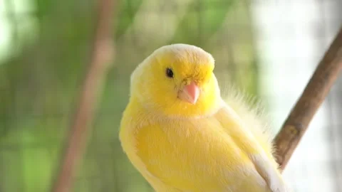 Canary bird inside cage perch on sticks and wires. Serinus canaria 스톡 동영상 239733771