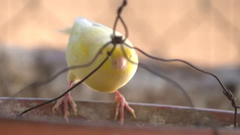 Canary bird inside cage perch on sticks and wires. Serinus canaria Stock Footage 239733799