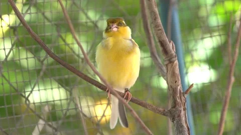 Canary bird inside cage perch on sticks and wires. Serinus canaria Stock Footage 239733817