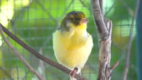 Canary bird inside cage perch on sticks and wires. Serinus canaria Stock Footage 239734033