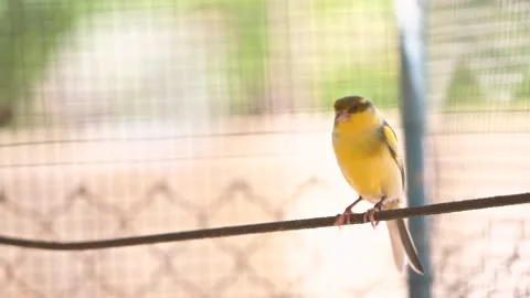 Canary bird inside cage perch on sticks and wires. Serinus canaria Stock-Footage 239734037