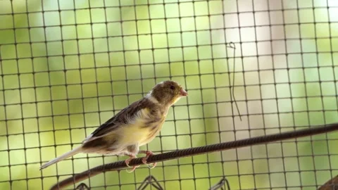 Canary bird inside cage perched on stick Stock-Footage 245634556