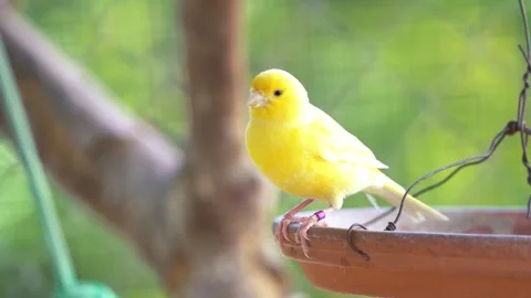 Canary bird inside cage perched on stick Stock-Footage 245634562