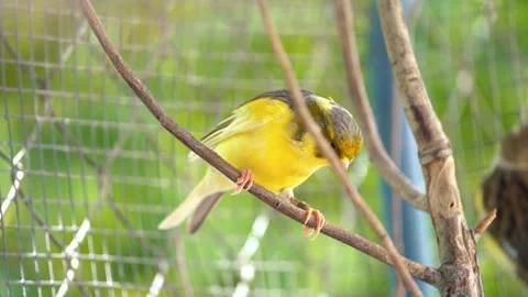 Canary bird inside cage perched on stick Vídeos de archivo 245634583