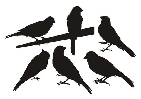 Canary bird silhouettes Stock Illustration
