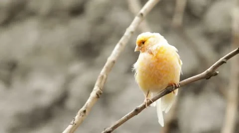 Canary bird staring at camera, shallow depth of field focus on the bird Stock Footage