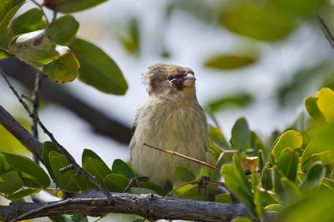 Canary bird on the tree Stock Photos