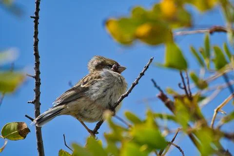 Canary bird on the tree Stock Photos