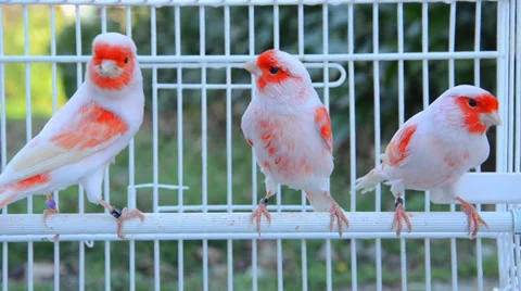 Canary birds Видео 38615641