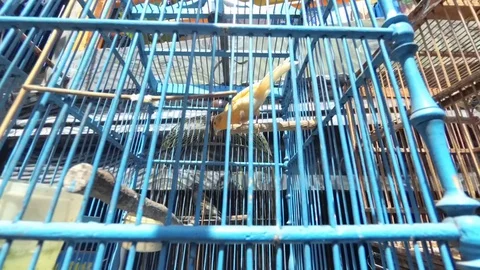 Canary Brids in The Cage Stock Footage 129048873