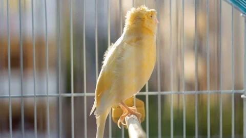 Canary in cage Stock Footage 97031273