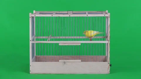 Canary in a cage on a green screen Stock Footage 168880392
