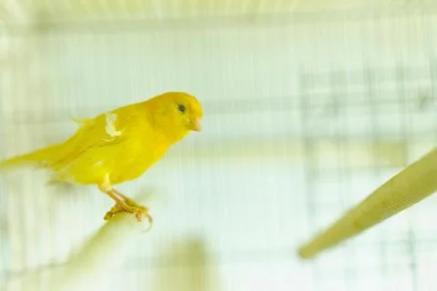Canary in the cage 스톡 사진