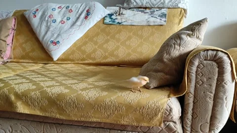 Canary on the couch 스톡 동영상 278348445
