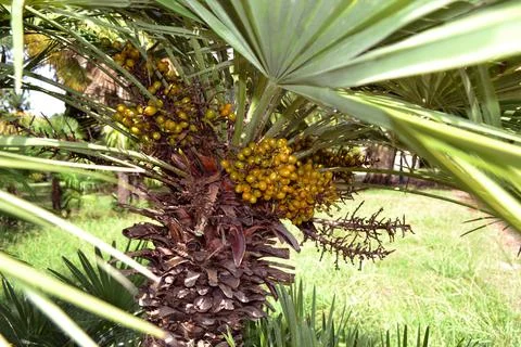 Canary date palm Foto stock