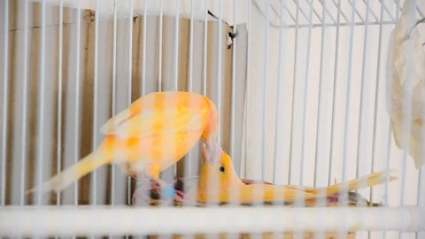 Canary feeding Video stock 129806851