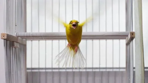 Canary flapping its wings in slow motion Stock-Footage 168879771