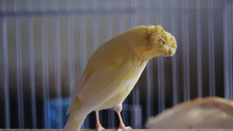 Canary Stock Footage 96910562