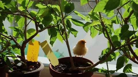 Canary 스톡 동영상 327795883