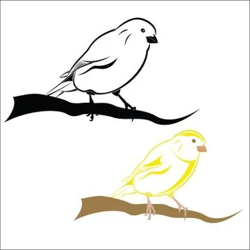 Canary Stock Illustration