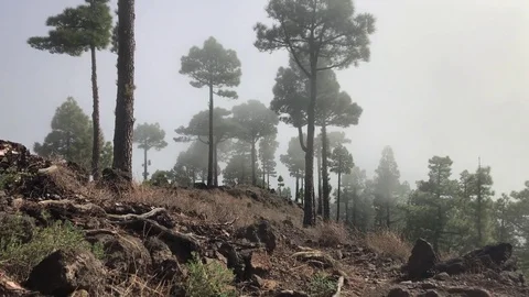 Canary Islands Jan 2018 - Clouds roll through a pine forest on a mountain top Stock Footage 84830345