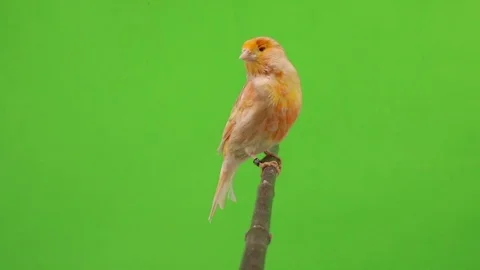 Canary isolated on a green  screen, studio shot. natural audio sound Stock Footage 80680482