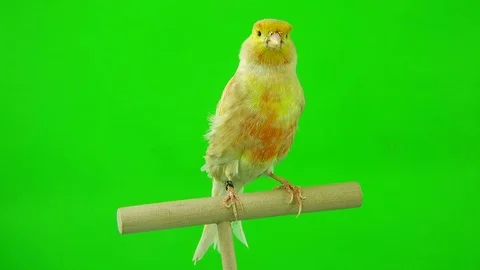 Canary isolated on a green  screen, studio shot Stock Footage 80769234