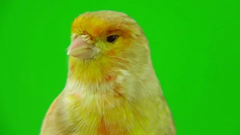 Canary isolated on a green screen, studio shot Stock Footage