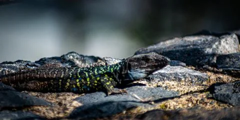 The canary lizard in the sun Stock Photos