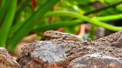 Lizard is catching a cockroach, Stock Video