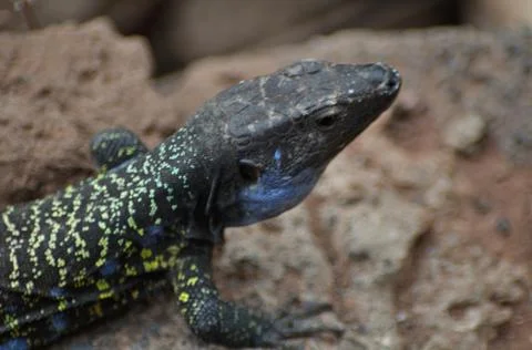 Canary lizard warming up in the sun Foto stock