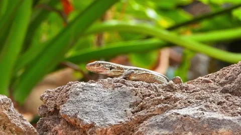 Canary lizard zoom in Stock Footage 136385515