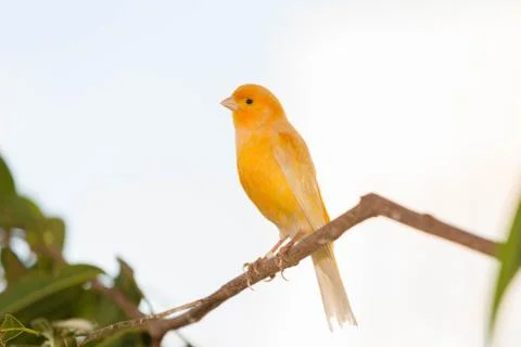 Canary Stock Photos