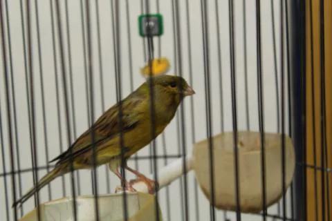 Canary Foto stock