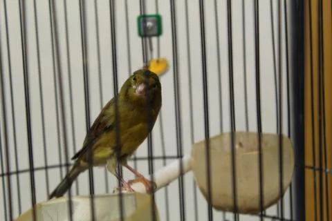 Canary Foto stock