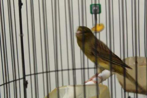 Canary Foto stock